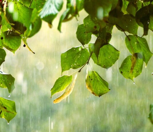Plants to Protect from Rain