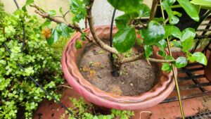 Wet soil in pot in monsoon