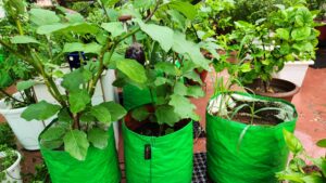 vegetable plant in monsoon
