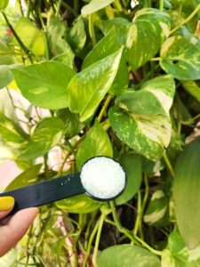 Epsom Salt for plants