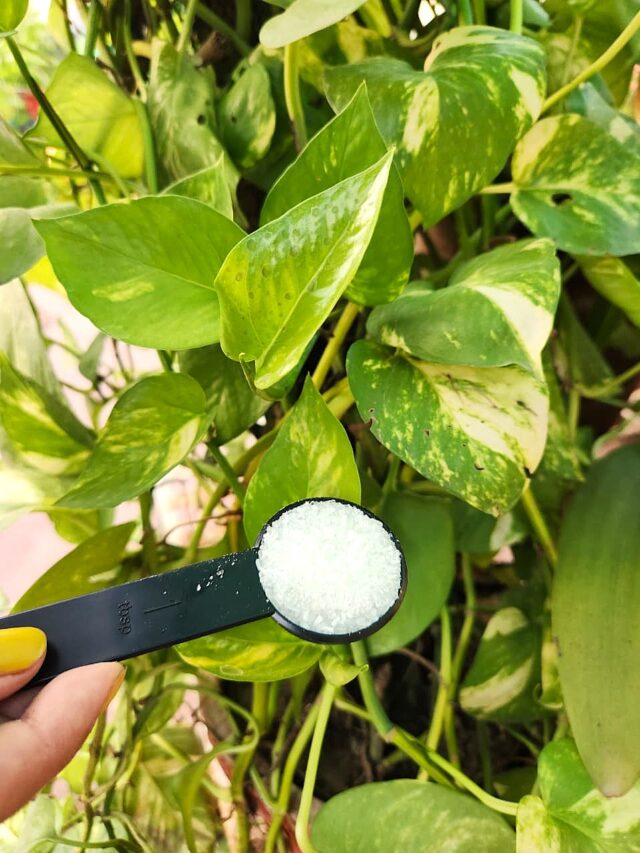 Gardening Expert Shares Right Way to Use Epsom Salt on Plants