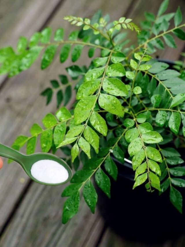 Is Epsom Salt Good for Plants? 5 Benefits You Must Know