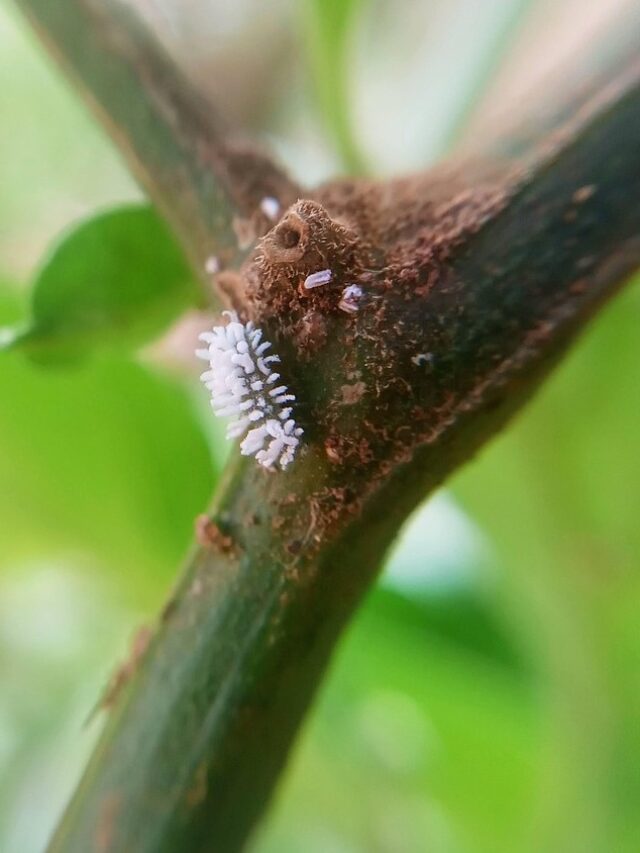Mealybug Treatment: Easy & Organic Solutions
