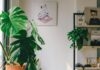 indoor plant care tips