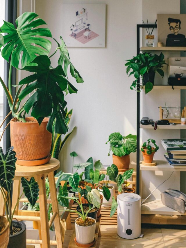 9 Easy Tips to Grow Healthy Indoor Plants at Home