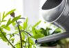 watering indoor plant