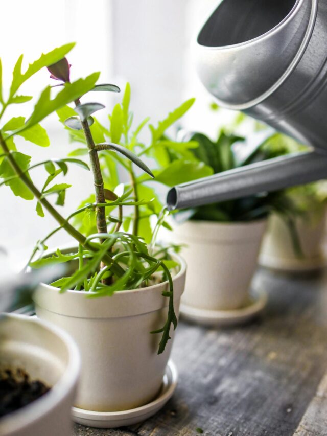 7 Pro Tips to Water Indoor Plants the Right Way