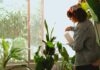 How to water Indoor plants