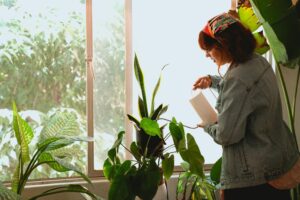 How to water Indoor plants