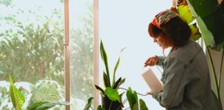 How to water Indoor plants