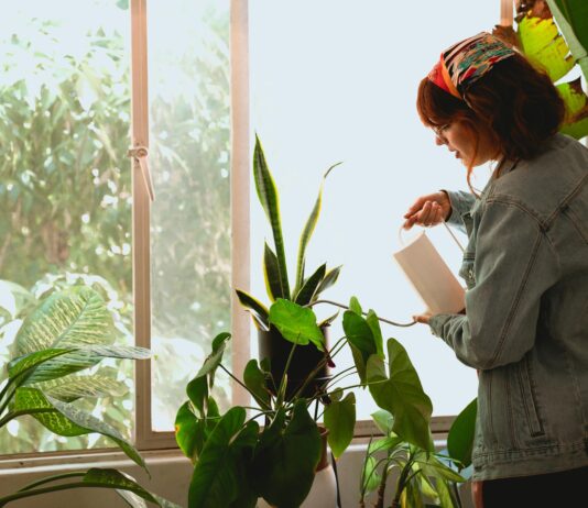 How to water Indoor plants