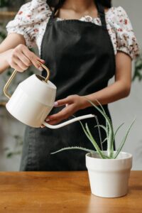 how to water indoor plants