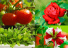 Gardening Expert Shares Winter Vegetables and Flowers to Grow This Season Winter Vegetables and Flowers to Grow
