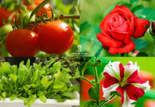 Winter Vegetables and Flowers to Grow