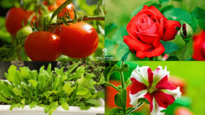 Winter Vegetables and Flowers to Grow
