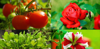 Gardening Expert Shares Winter Vegetables and Flowers to Grow This Season Winter Vegetables and Flowers to Grow