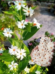 Harshringar parijat flowering tips
