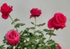 Best fertilizers for rose plants