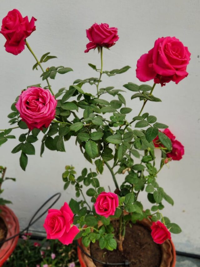 5 Best Organic Fertilizers for Rose Plants for Maximum Flowering