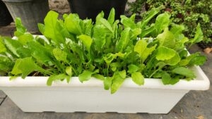 Spinach (palak) in rectangular pot