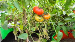 tomato in grow bag in garden