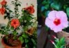 how to get maximum flowering in hibiscus
