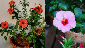 how to get maximum flowering in hibiscus