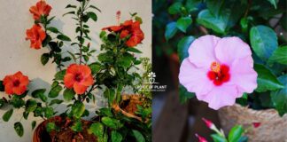 how to get maximum flowering in hibiscus