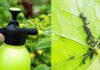 How to remove aphids from the plant