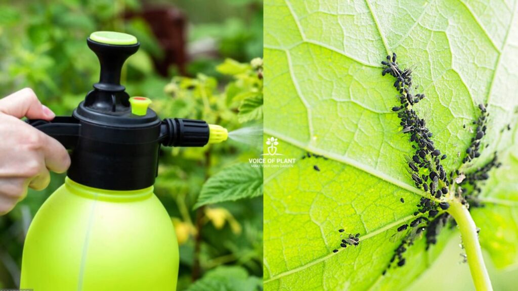 How to remove aphids from the plant