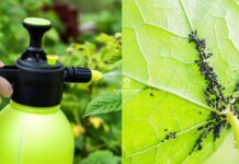 How to remove aphids from the plant