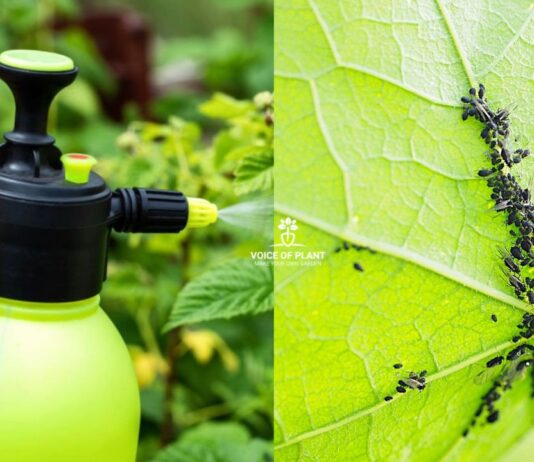 How to remove aphids from the plant