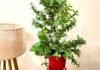 Jade plant winter care