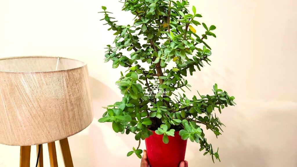 Jade plant winter care