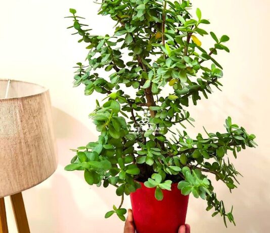 Jade plant winter care