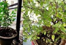 Tulsi care in winter