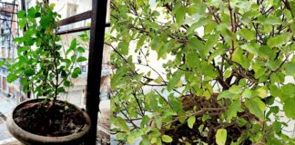 Tulsi care in winter