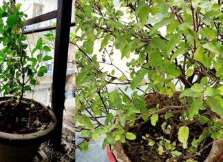 Tulsi care in winter