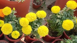 Marigold in clay pot