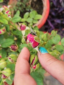 aphids on rose buds