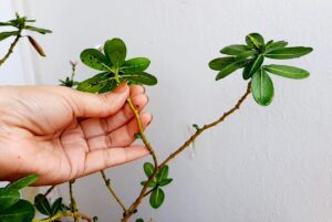 How to Remove Aphids From the Plant