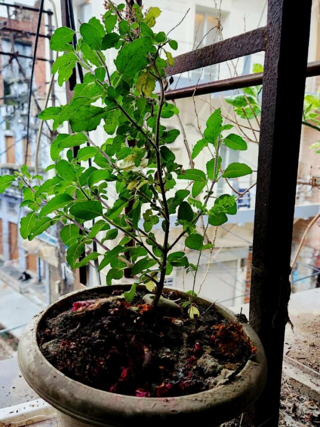 Save Tulsi Plant in Winter: Avoid These 7 Mistakes