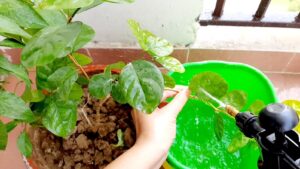 Neem Oil water solution treatment to remove aphids