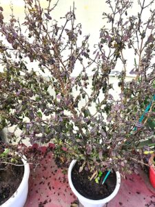 Why Tulsi Plant Keeps Drying Out?