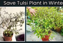 How to save Tulsi plant in winter season