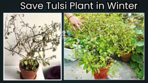 How to save Tulsi plant in winter season