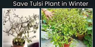 How to save Tulsi plant in winter season
