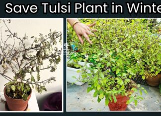 How to save Tulsi plant in winter season