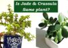 Know the Difference Between the Jade Plant and Crassula Ovata: Truth Revealed Difference Between the Jade Plant and Crassula Ovata