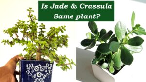 Difference Between the Jade Plant and Crassula Ovata